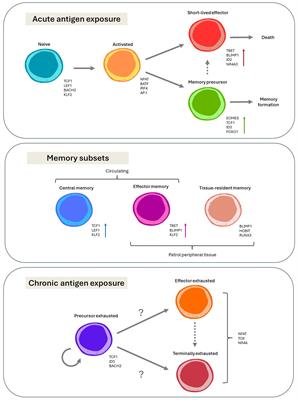 Transcriptional rewiring in CD8+ T cells: implications for CAR-T cell therapy against solid tumours